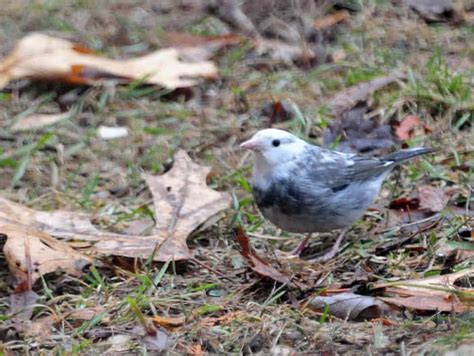 piebaldism meaning|difference between piebald and leucistic.